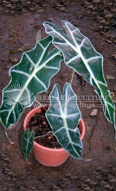 Alocasia amazonica 1